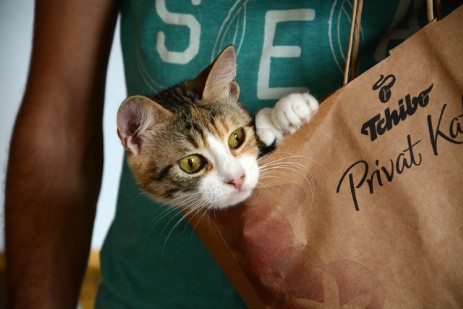 Kitten peering out of handbag